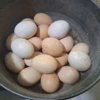 تخم مرع رسمی