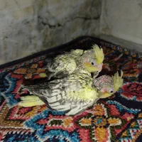 عروس هلندی سرلاکی