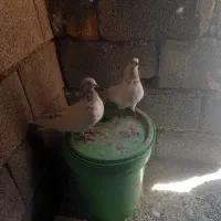 کفتر
