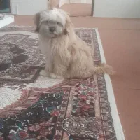 سگ شیتسو کراس|سگ|ارومیه, |دیوار