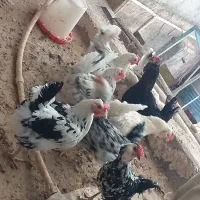 تخم نطفه دار گلین|حیوانات مزرعه|خمینیشهر, |دیوار