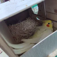 عروس هلندی|پرنده|بندر امام خمینی, |دیوار