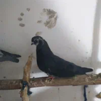 کبوتر پرشی و ساده|پرنده|زابل, |دیوار