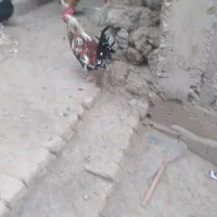 فروش یامعاوضه خروس گلین