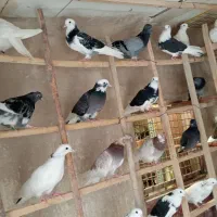 کبوتر