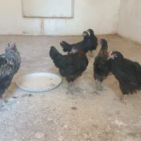 ۶عددمرغ جوانه