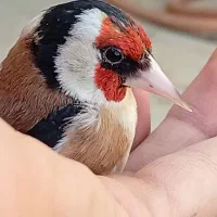 سهره غریب بخوان