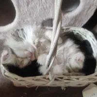 یک عدد بچه گربه واگذار میشود مبلغ پنج میلیون تومن