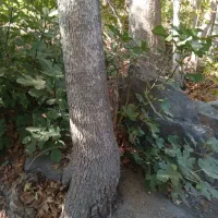 فروش چوب چنار|خدمات باغبانی و درختکاری|گیلوان, |دیوار