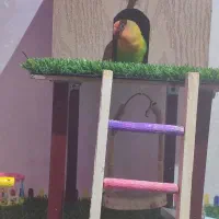 طوطی کوتوله