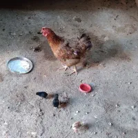مرغ و جوجه