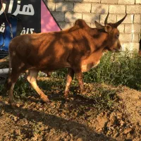 ورزا زرین استاندا‌رد