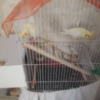 دو عدد عروس نر و ماده