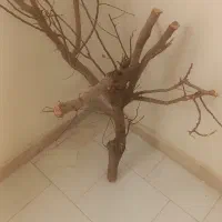 شاخه درخت بادام