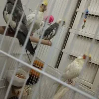 5عدد عروس هلندی سالم و سرحال|پرنده|ری, سیزده آبان|دیوار