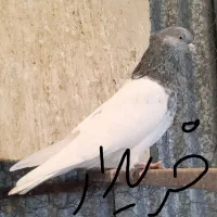 ماده کله سبز ،ماده سرک سیاه ،ماده سینه زرد