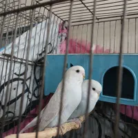 مرغ عشق ماده