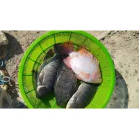 فروش پنج هزار قطعه ماهی تیلا پیا (رد و بلک)