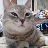 گربه میکس بریتیش