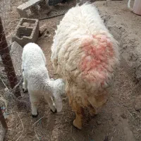 گوسفند با بره نر