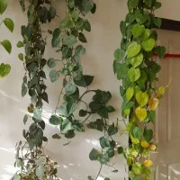 گلهای اویزی فروشی|فعالیت داوطلبانه|بناب, |دیوار