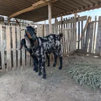 فروش بزپاکستانی چهار قلو زا|حیوانات مزرعه|سیمین شهر, |دیوار