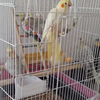 عروس هلندی