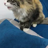 گربه پیدا کردم|گربه|مشهد, ادیب نیشابوری (شهرک غرب)|دیوار