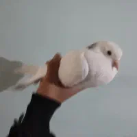 جوجه کبوتر شیخ