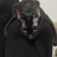 واگذاری رایگان گربه