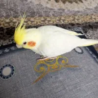 عروس هندی نر سخنگو آماده برای جفت