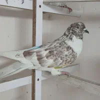 کفتر پرشی