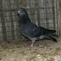 کبوتر|پرنده|تهران, مسگرآباد|دیوار