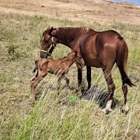 فروش سه راس نوزین با کره 6ماه ی مادیون|اسب و تجهیزات اسبسواری|الیگودرز, |دیوار