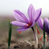 واگذاری-کارگاه-خشک-کن-زعفران