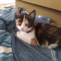 بچه گربه..دو ماهه