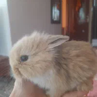 خرگوش