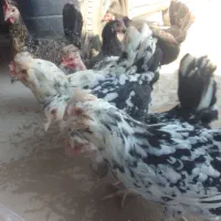 مرغ گلین ومعمولی (فقط تخم مرغ دارم )|حیوانات مزرعه|چغادک, |دیوار