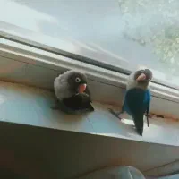 جفت طوطی برزیلی بالغ