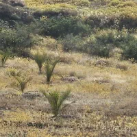فروش نخل کرسی کن قصب و خاصویی