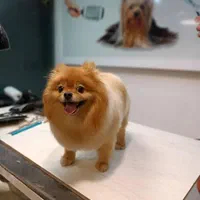 آرایشگر و اصلاح حیوانات خانگی سگ و گربه منزل شما