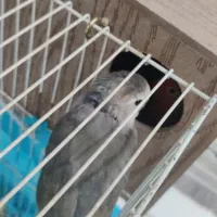 جفت کتوله مولد