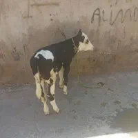 یک عدد گوسالع ماده دوقلو نژاد دار یک ماهه