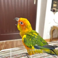 جوجه طوطی نر خورشیدی دوماهه رام|پرنده|لنگرود, |دیوار