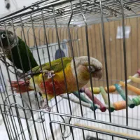 گیرینچیک گم شده
