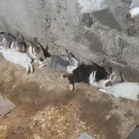 خرگوش