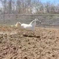 اسب مادیون کرد  سلطنتی