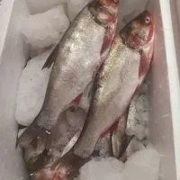 ماهی دریای آزاد جنوب