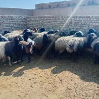 میش وبره ابستن|حیوانات مزرعه|جوادآباد, |دیوار