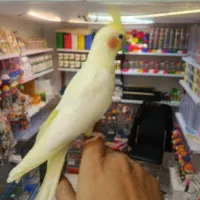 کفتر|پرنده|اردبیل, |دیوار